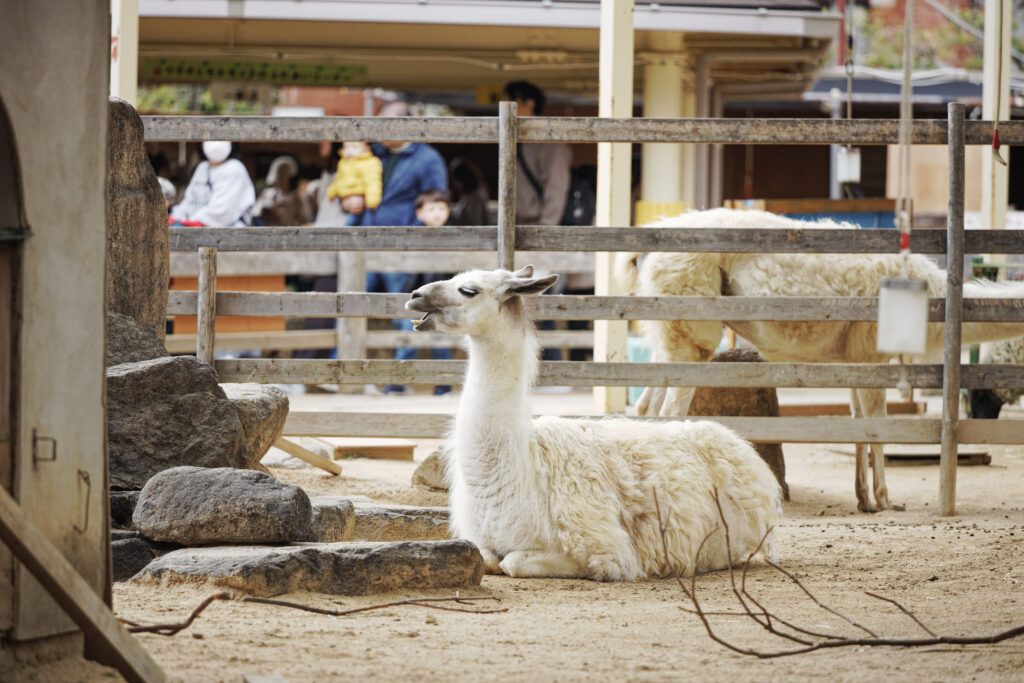 神戸市立王子動物園