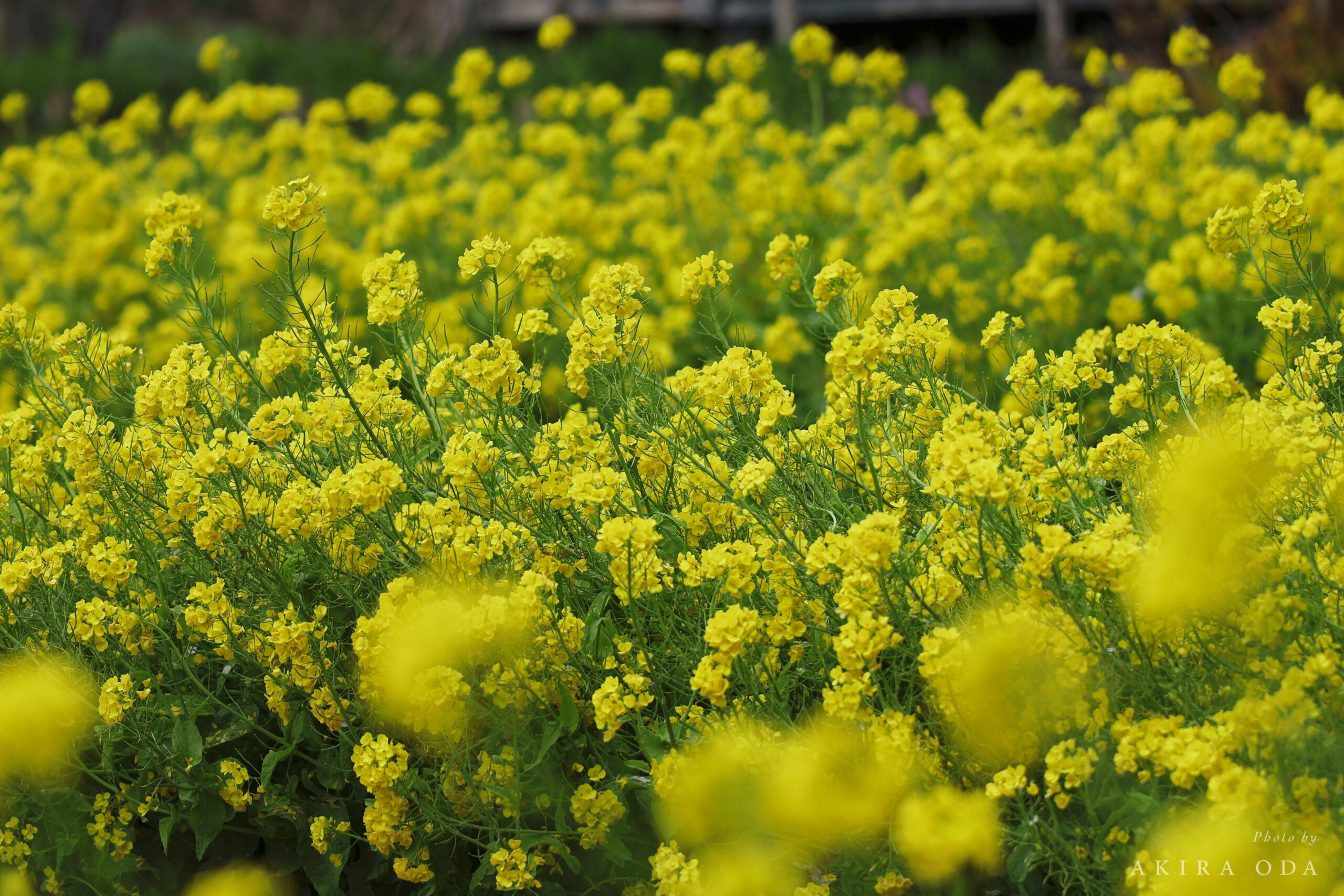 菜の花 作例写真 Canon RF24-105mm F2.8 L IS USM Z
