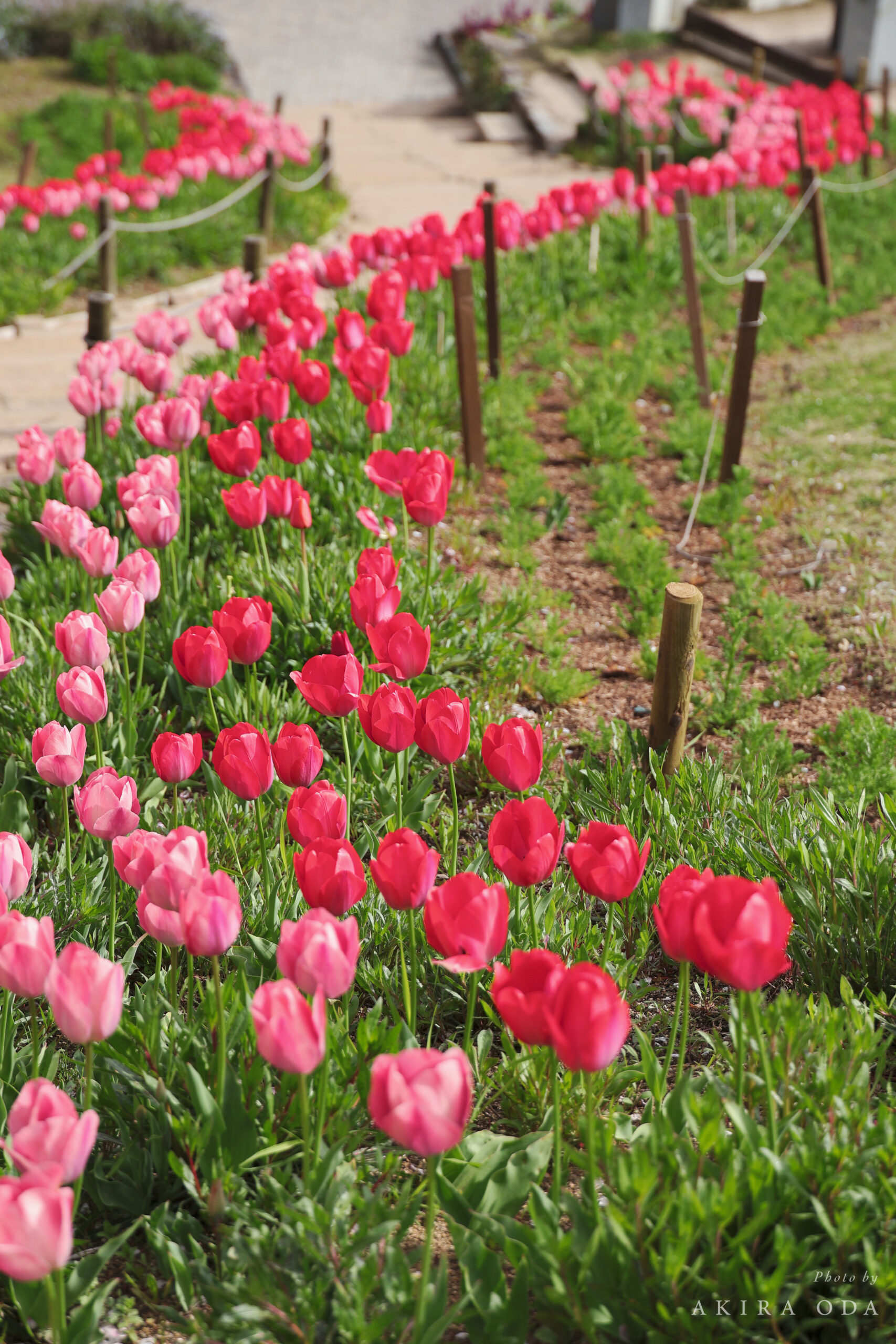 作例写真 Canon RF24-105mm F2.8 L IS USM Z
