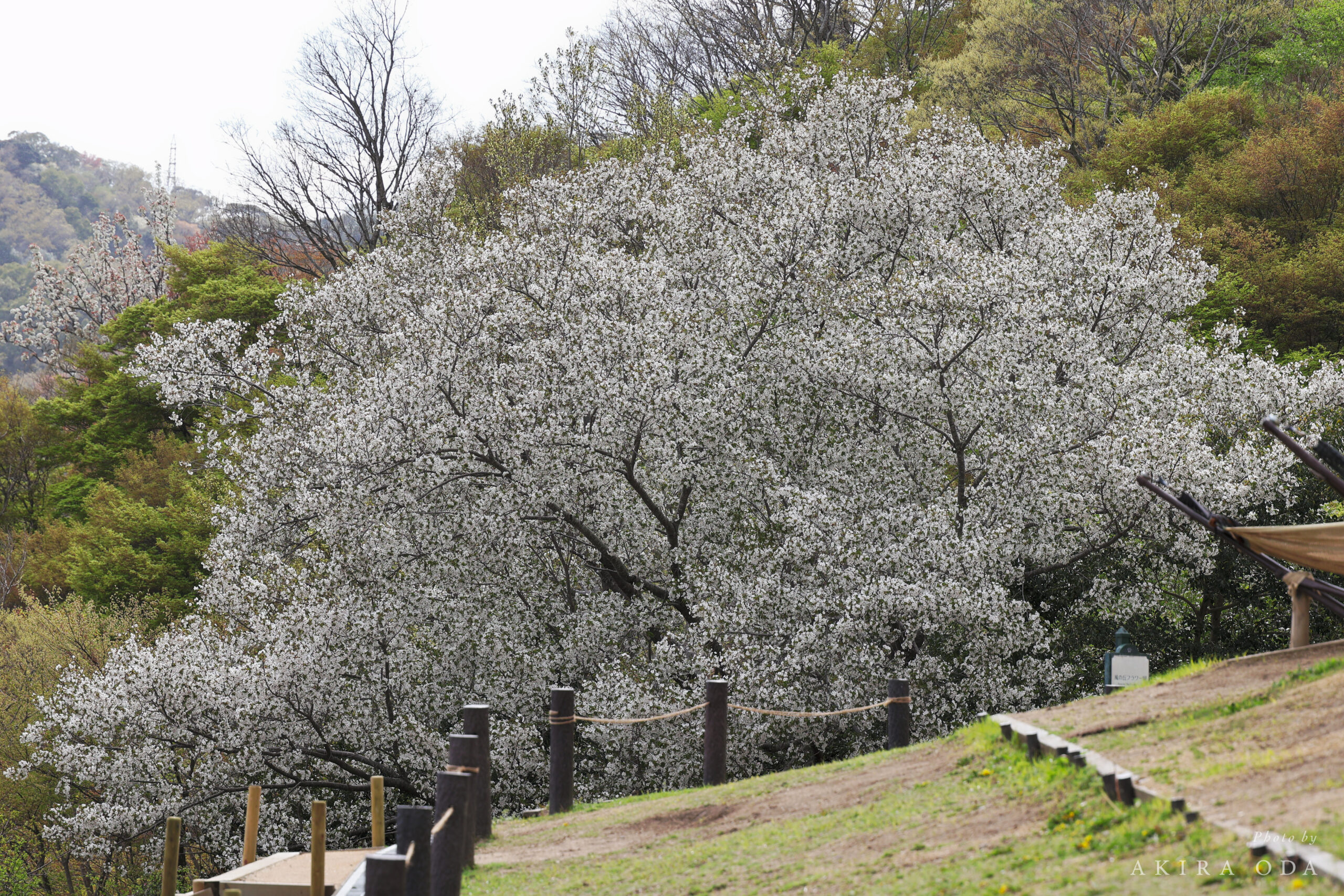 作例写真 Canon RF24-105mm F2.8 L IS USM Z