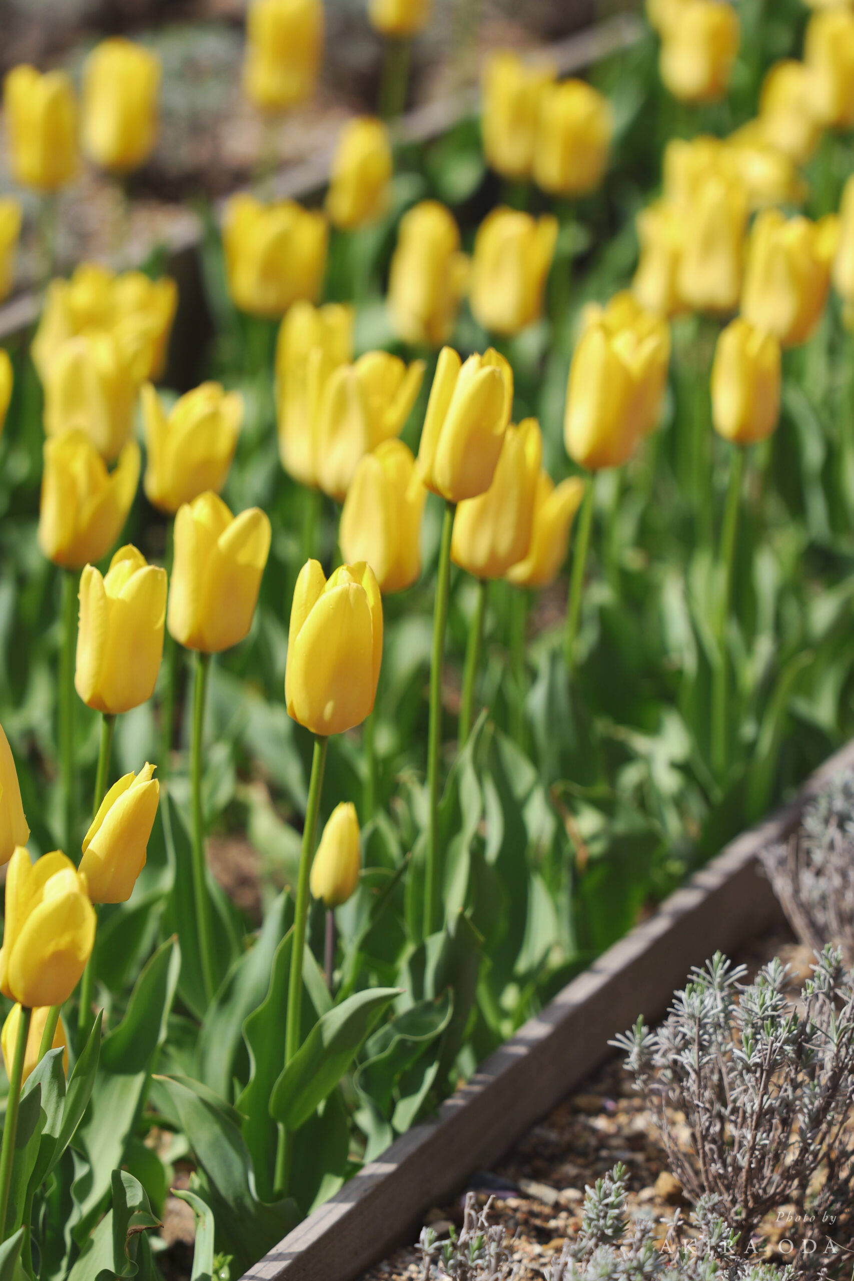 チューリップ 作例写真 Canon RF24-105mm F2.8 L IS USM Z
