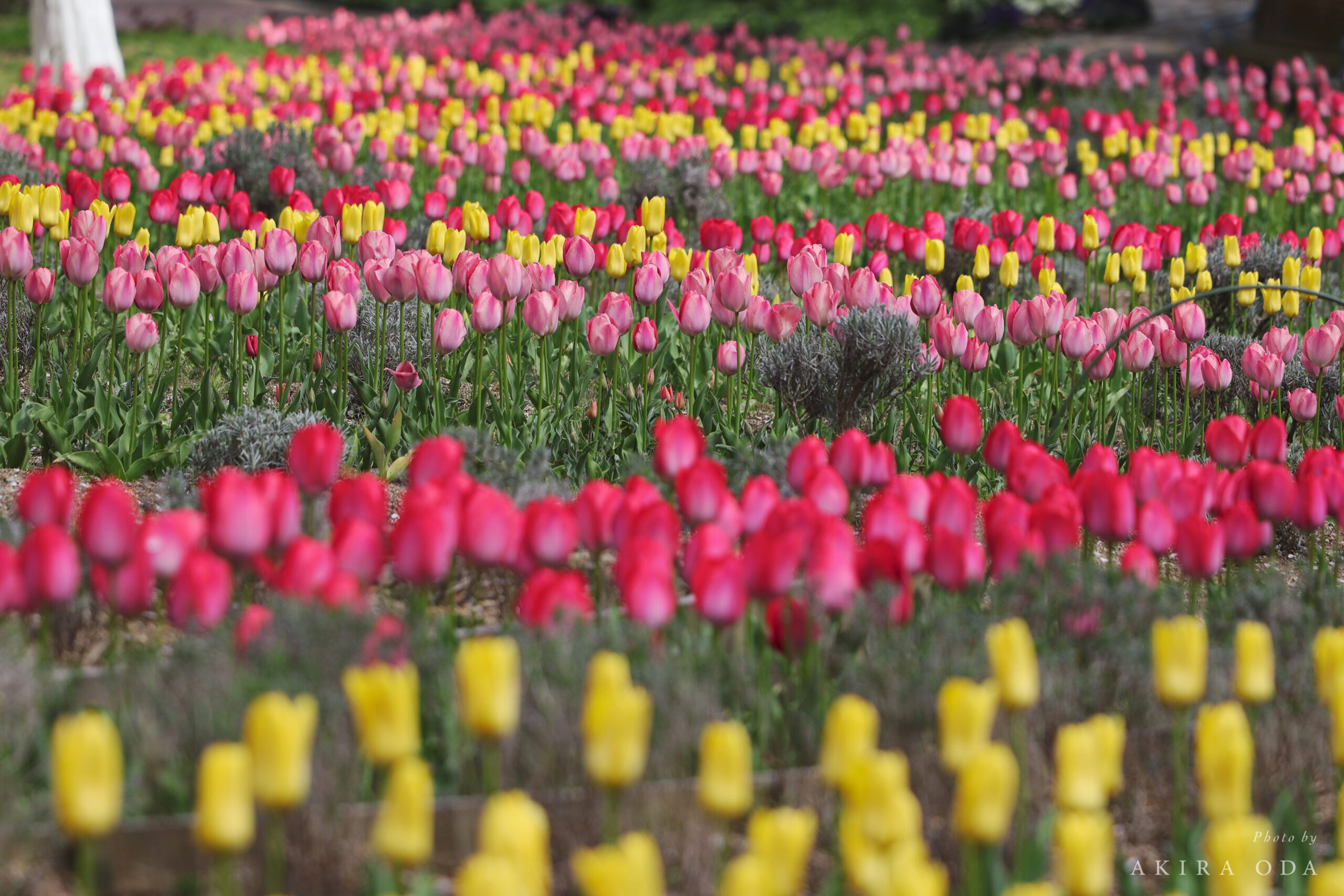 作例写真 Canon RF24-105mm F2.8 L IS USM Z