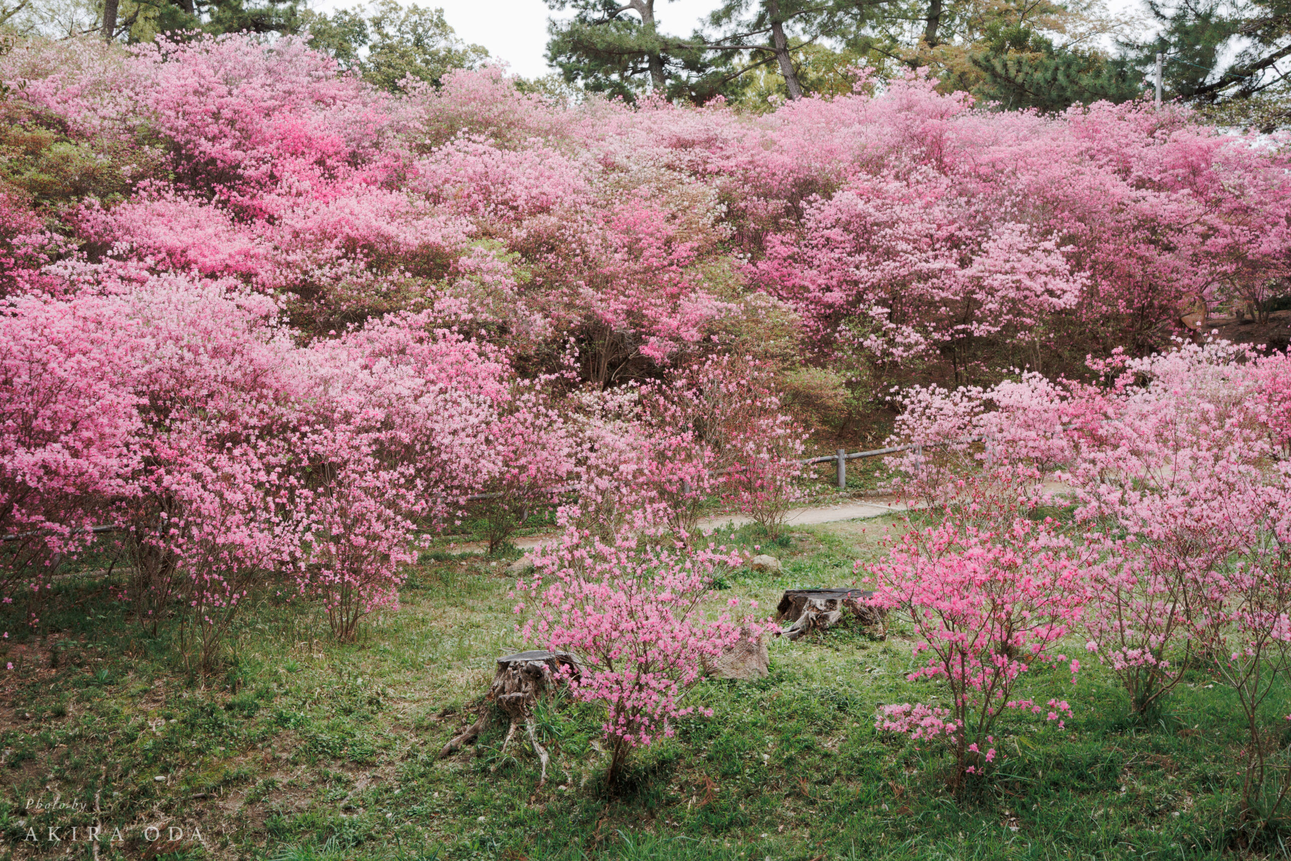 ツツジ Canon PowerShot V1 作例写真
