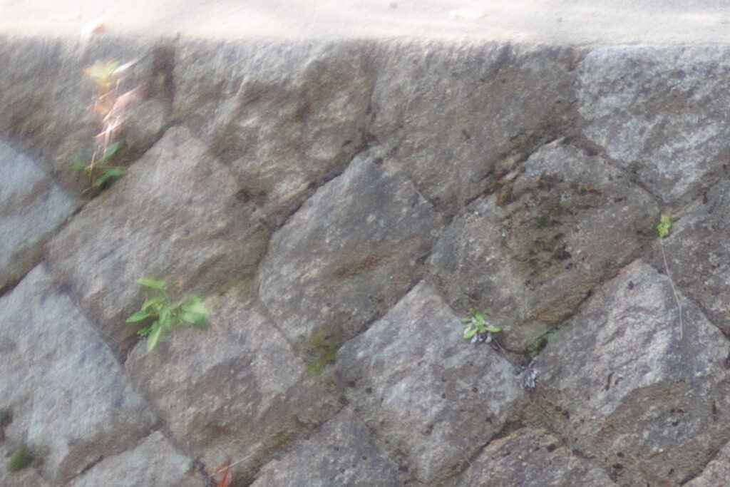 F1.2 作例写真 RF45mm F1.2 STM