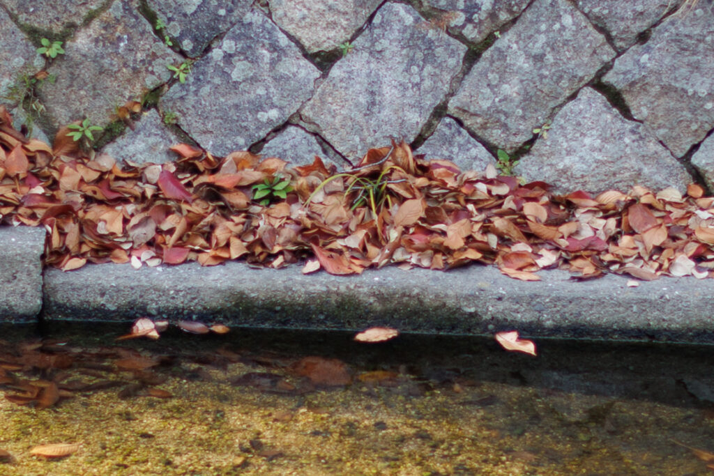 F1.2 作例写真 RF45mm F1.2 STM