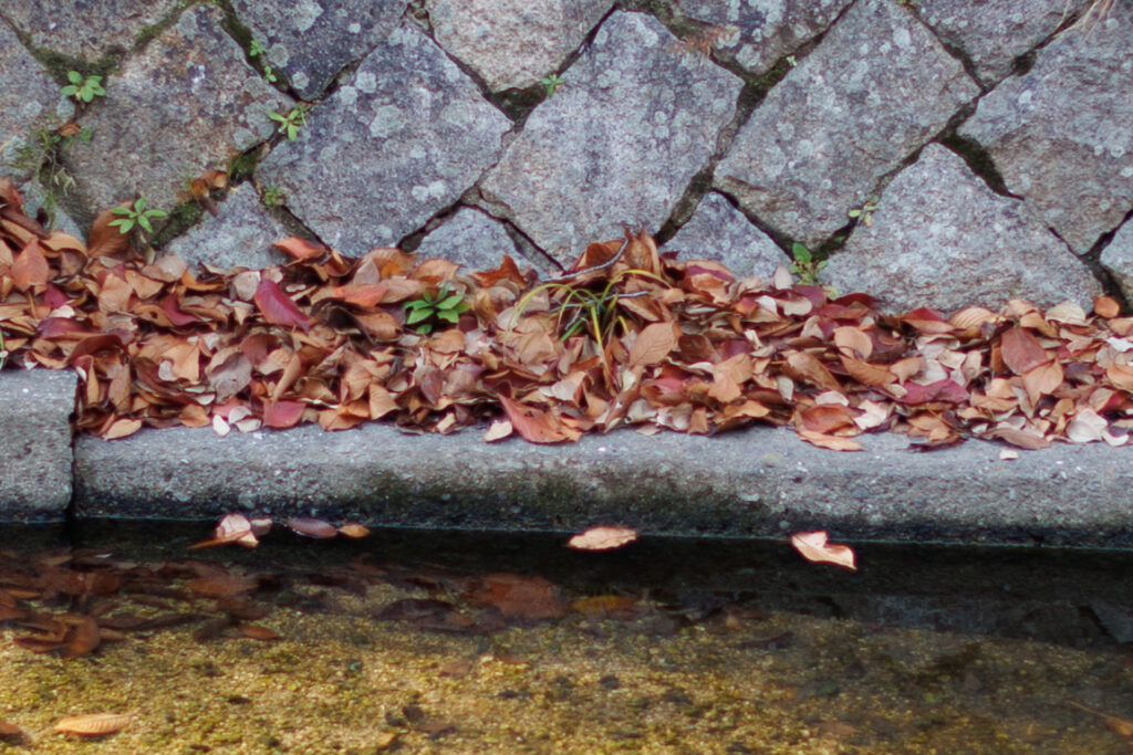 F1.4 作例写真 RF45mm F1.2 STM