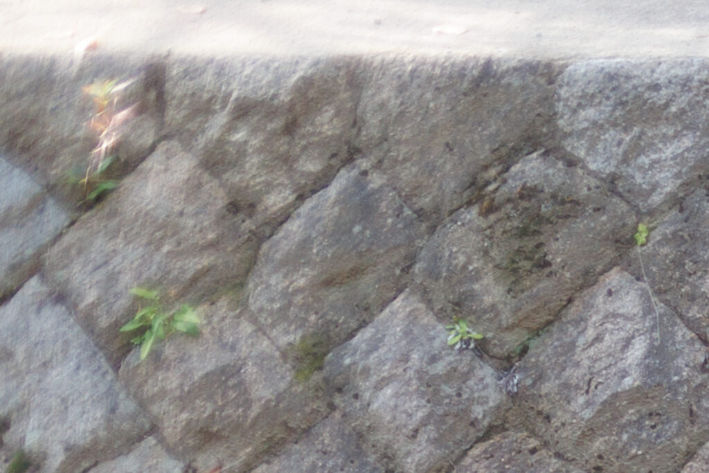 F1.4 作例写真 RF45mm F1.2 STM