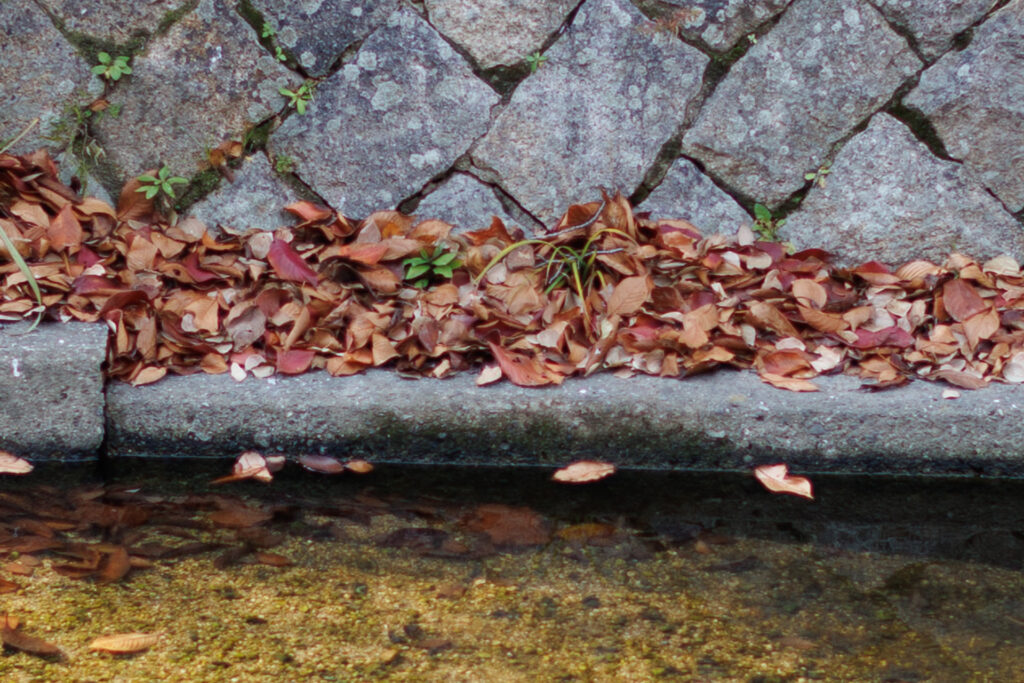 F1.6 作例写真 RF45mm F1.2 STM