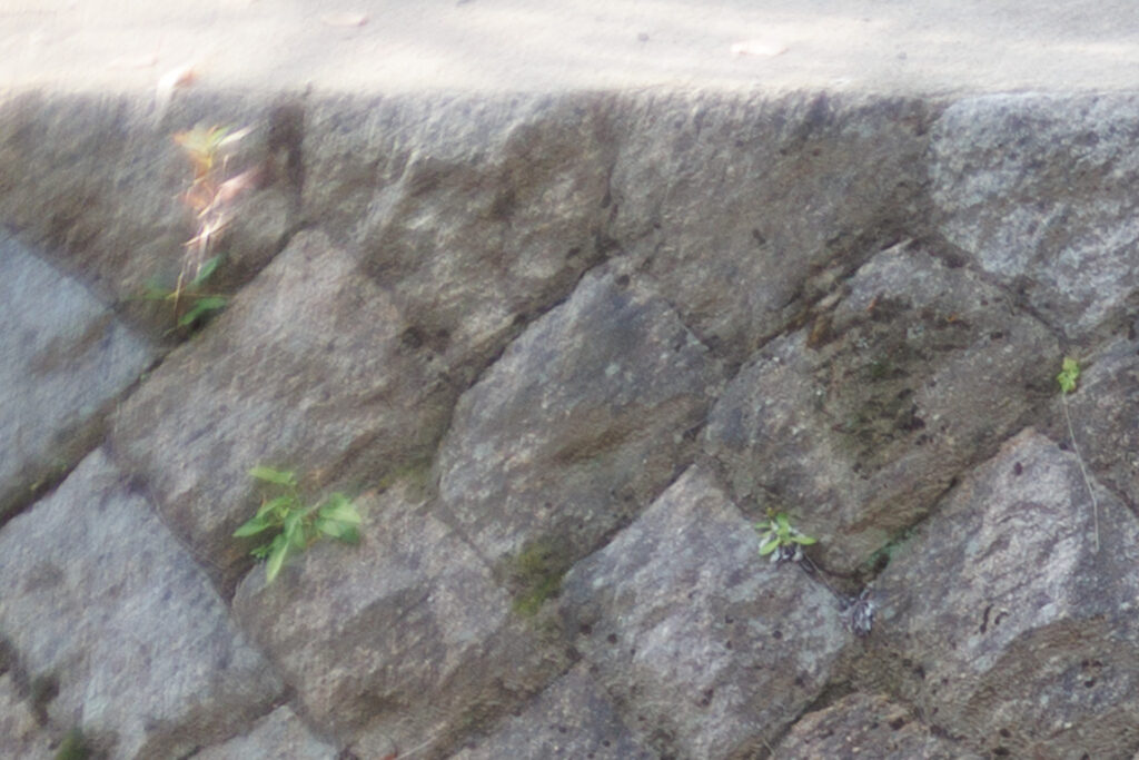 F1.6 作例写真 RF45mm F1.2 STM