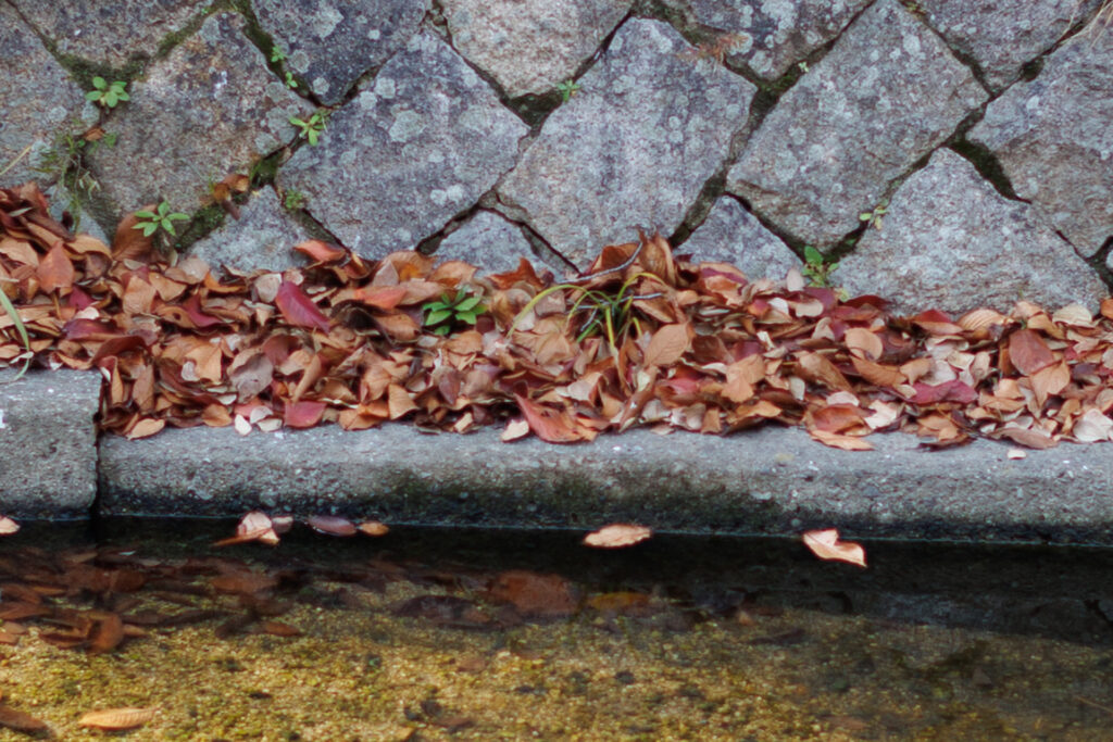 F1.8 作例写真 RF45mm F1.2 STM