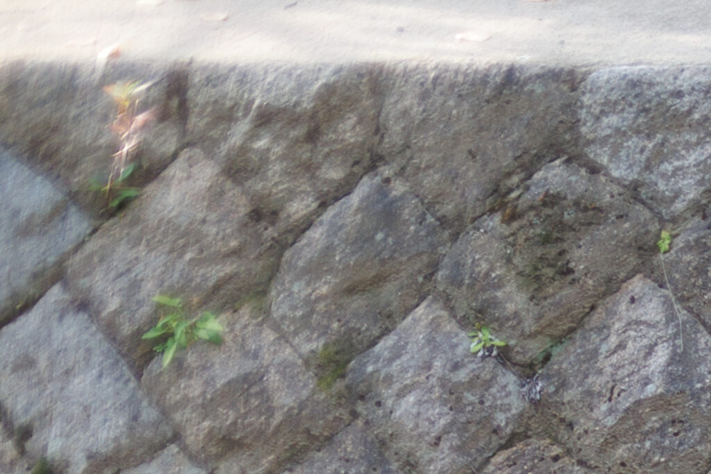 F1.8 作例写真 RF45mm F1.2 STM