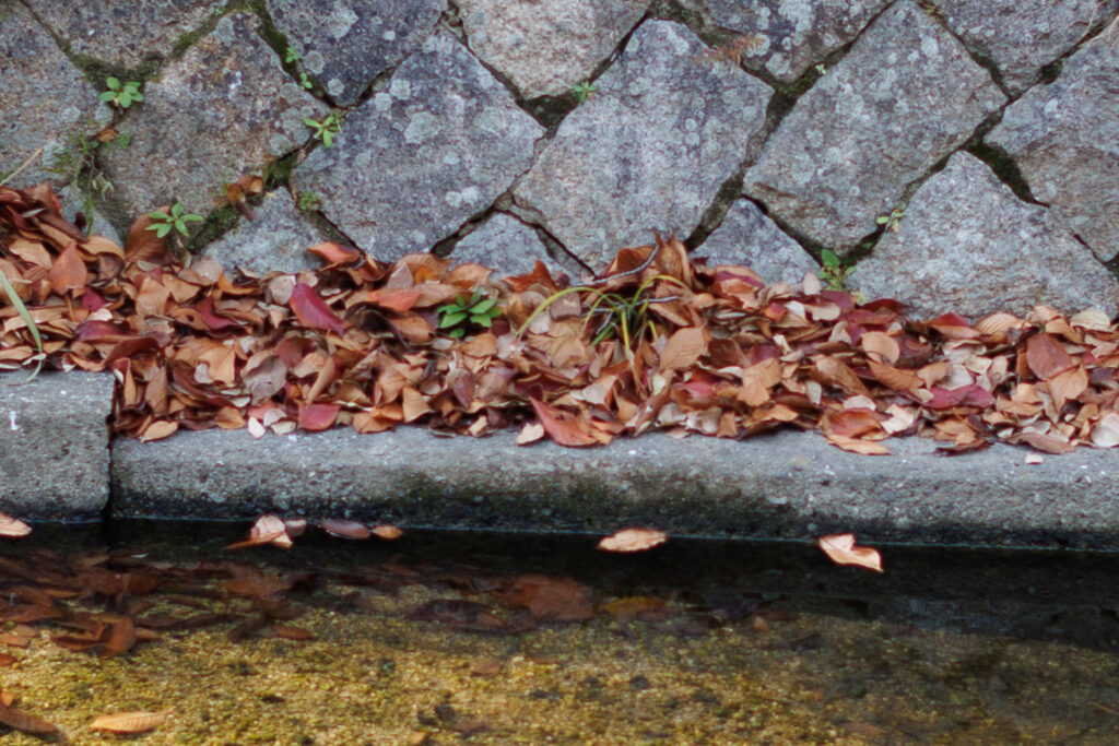 F2.0 作例写真 RF45mm F1.2 STM