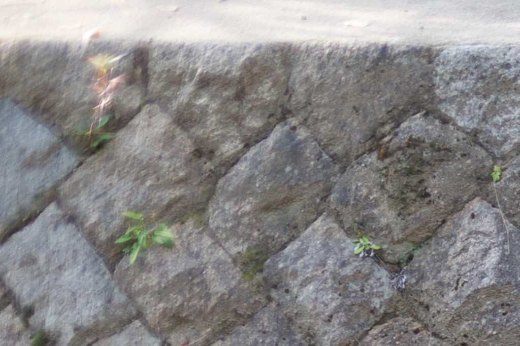 F2.0 作例写真 RF45mm F1.2 STM