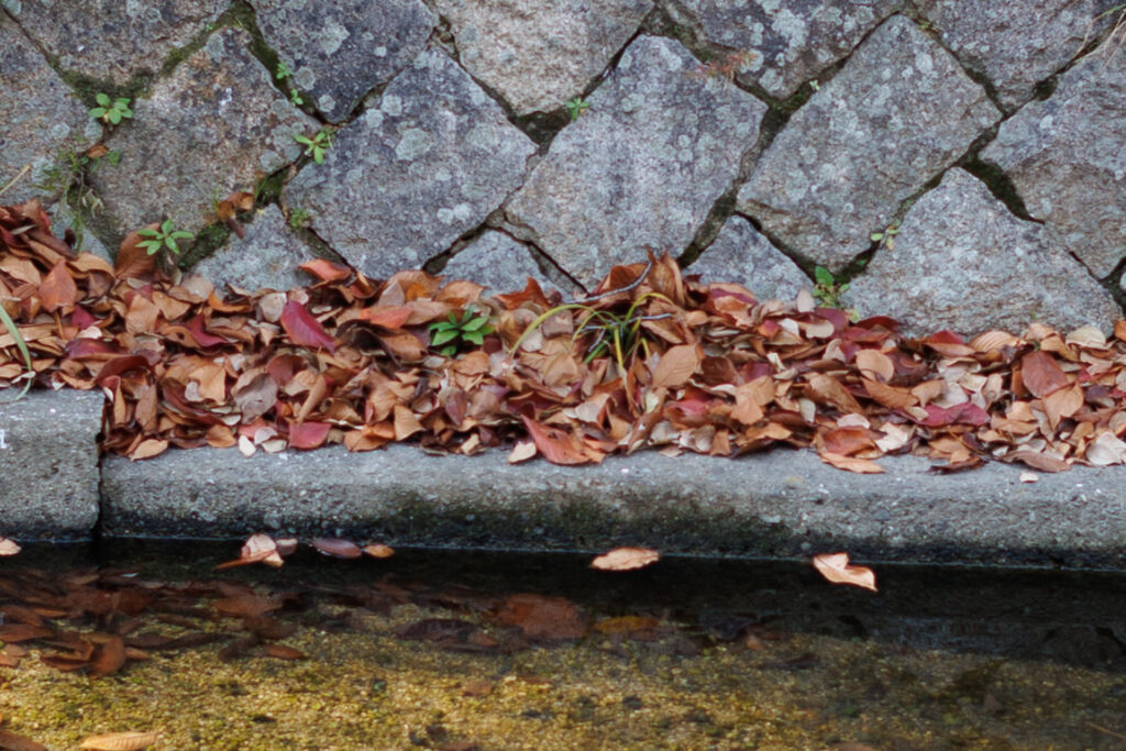 F2.8 F1.2 作例写真 RF45mm F1.2 STM