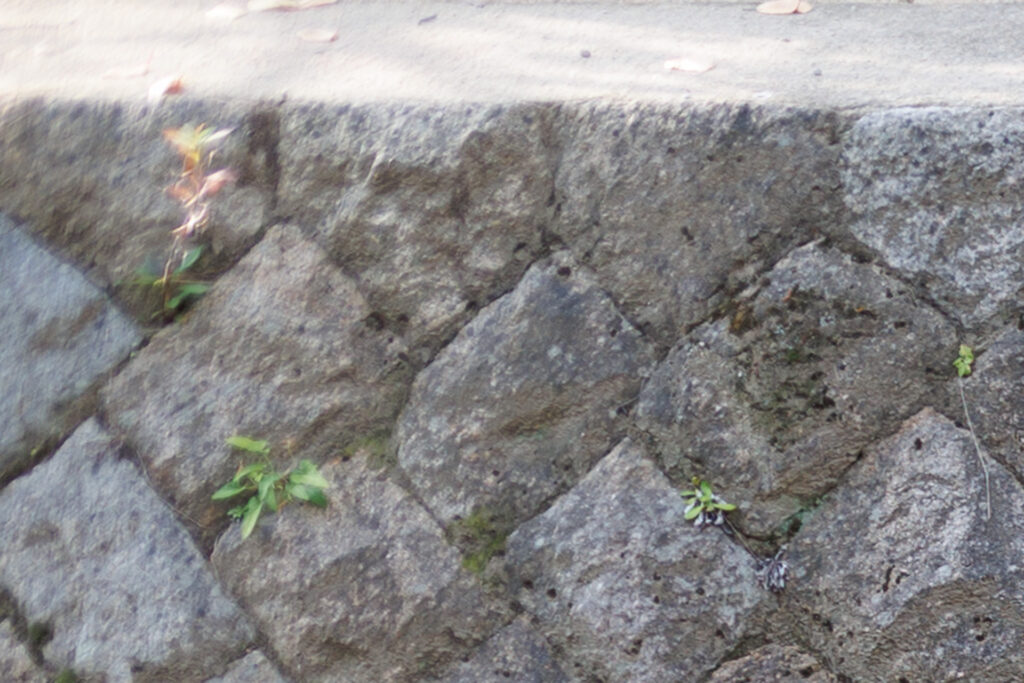 F2.8 F1.2 作例写真 RF45mm F1.2 STM