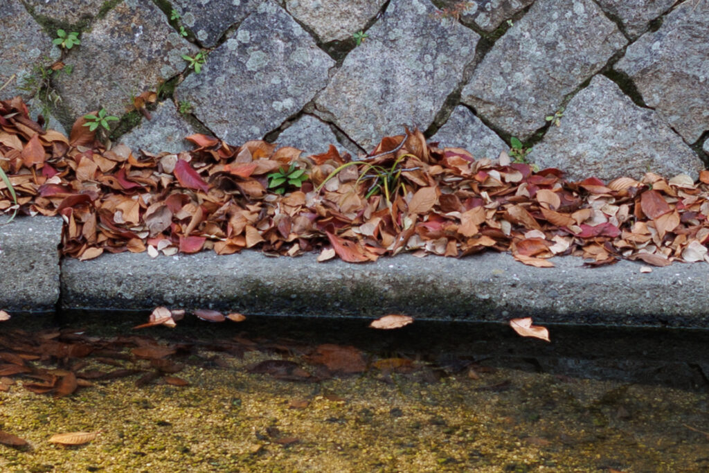 F4.0 F1.2 作例写真 RF45mm F1.2 STM