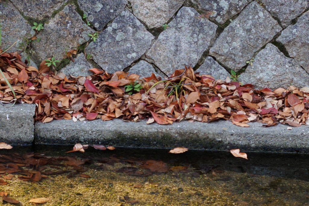 F5.6 作例写真 RF45mm F1.2 STM