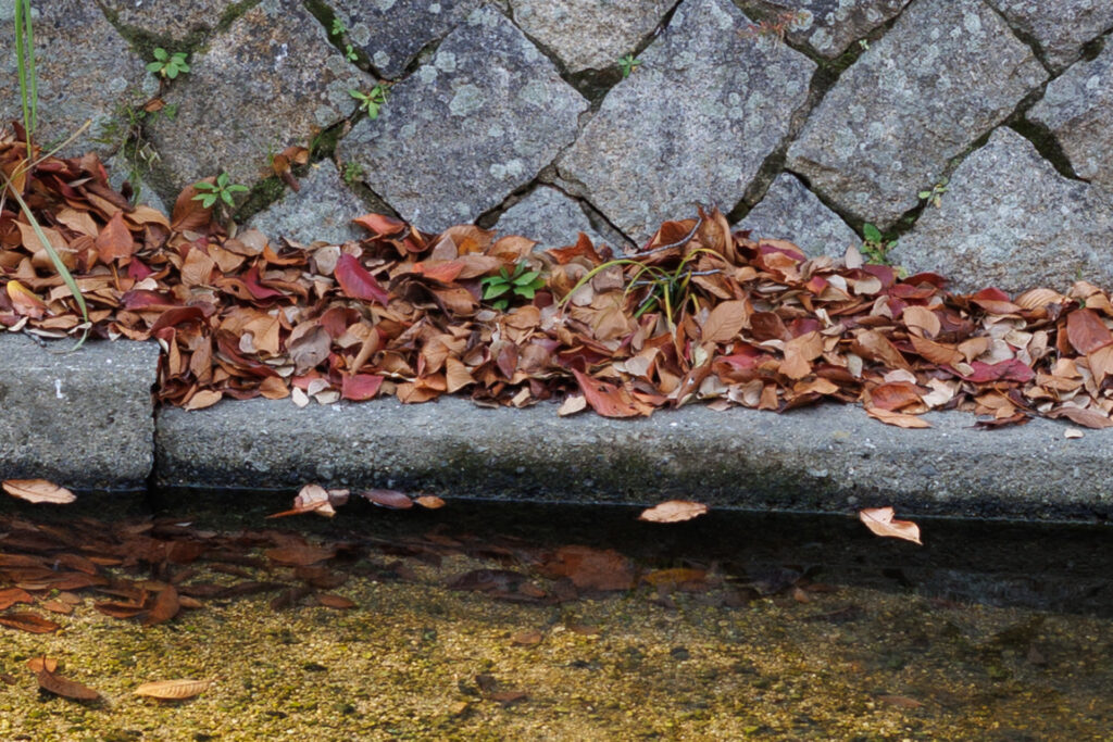 F8 F1.2 作例写真 RF45mm F1.2 STM