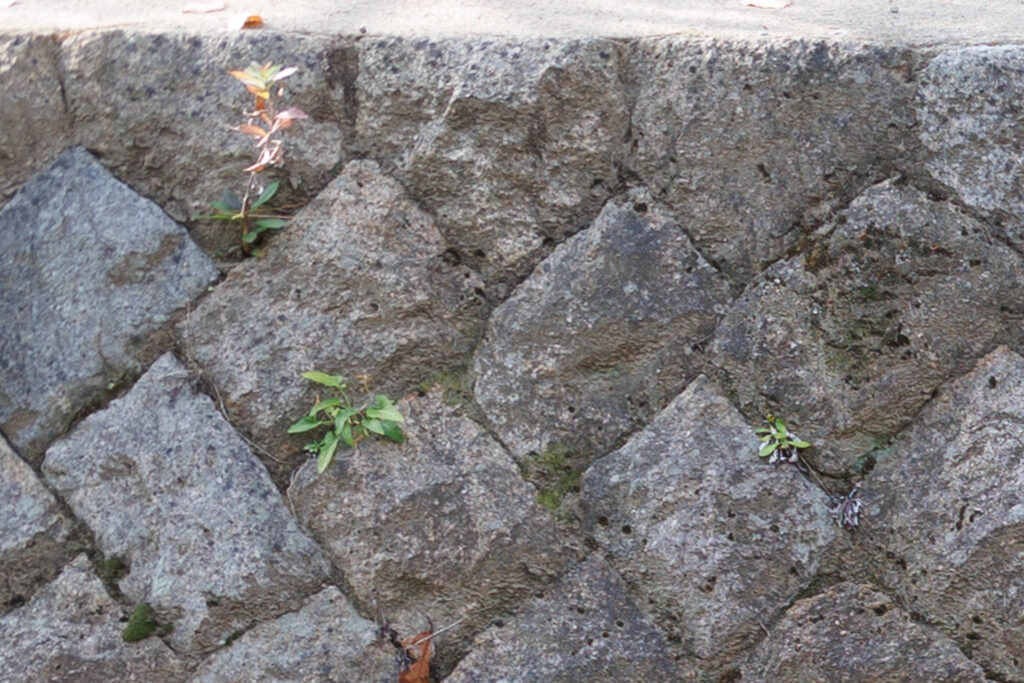 F8 F1.2 作例写真 RF45mm F1.2 STM