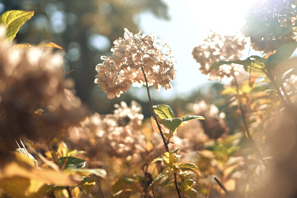 VINTAGE FILM by Ludwig Favre