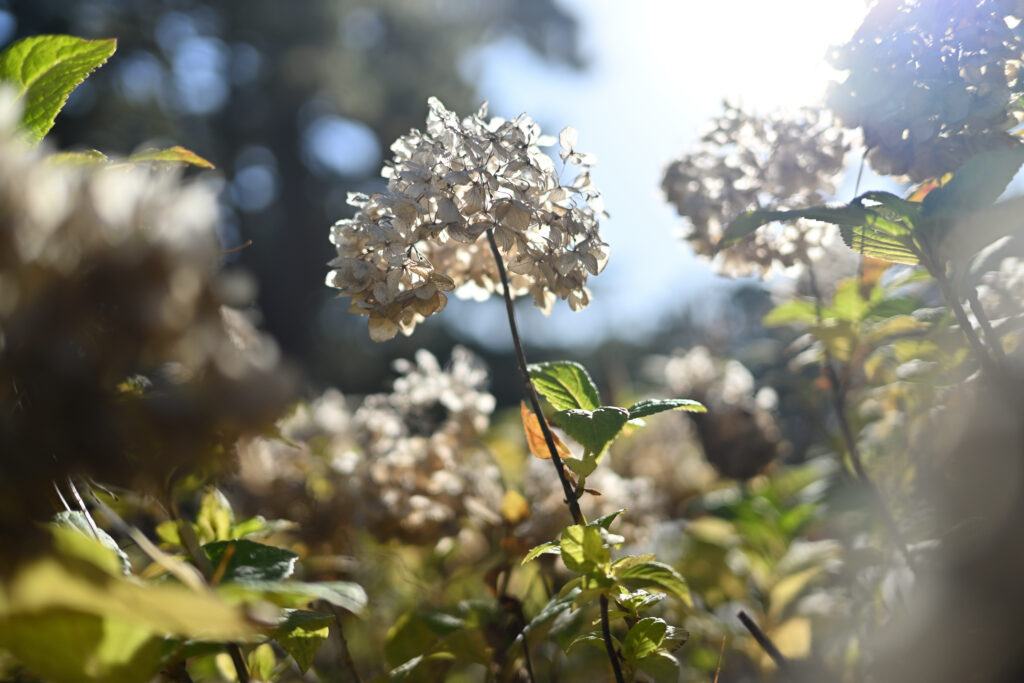 ピクチャーコントロール　スタンダード