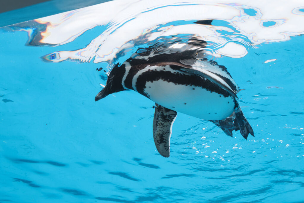ペンギン